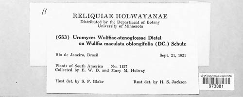 Uromyces wulffiae-stenoglossae image